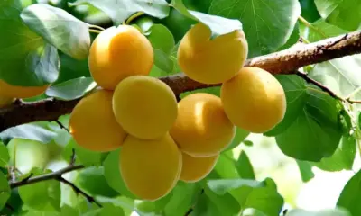 Овощарите алармират: Реколтата от плодове у нас е пред провал