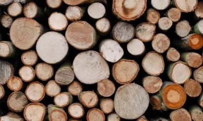 Високи цени: Заводи спират работа заради дървесината