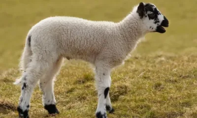 Затварят кланица в Кърджали заради 50 тона агнешко с неясен произход