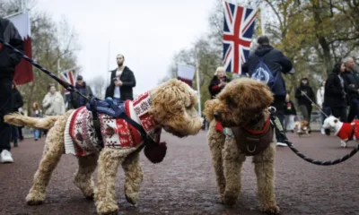 Понижение на цените на застраховките за домашни любимци във Великобритания