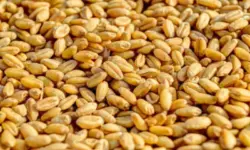 Борсовите цени на част от основните зърнени стоки се покачват