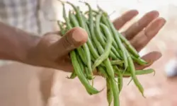 Мароко отчита добра реколта от зелен фасул и ръст в цената с 10%