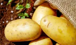 Картофи като злато – удариха рекордни цени