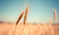Ръст на цените на пшеницата и царевицата на световните пазари